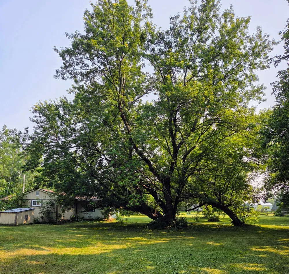 10587 Town Road 34 Mizpah, MN 56660