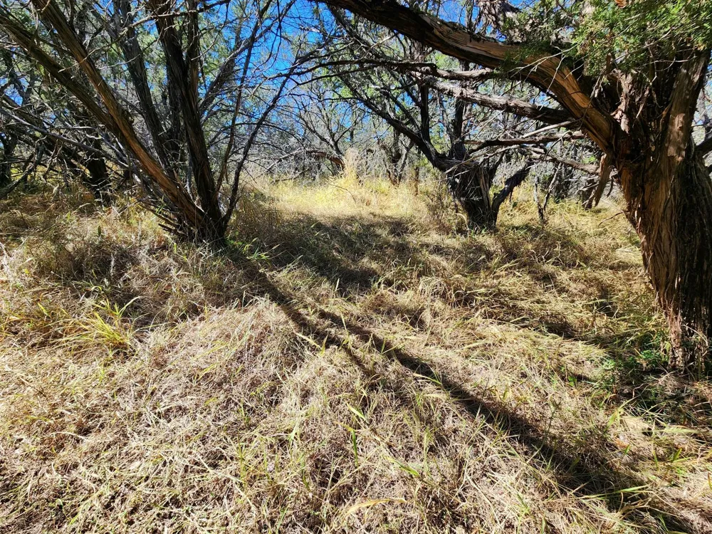 Forest Drive Burnet, TX 78611