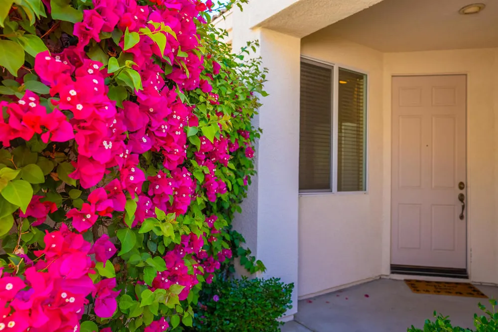 67646 S Natoma Drive Cathedral City, CA 92234
