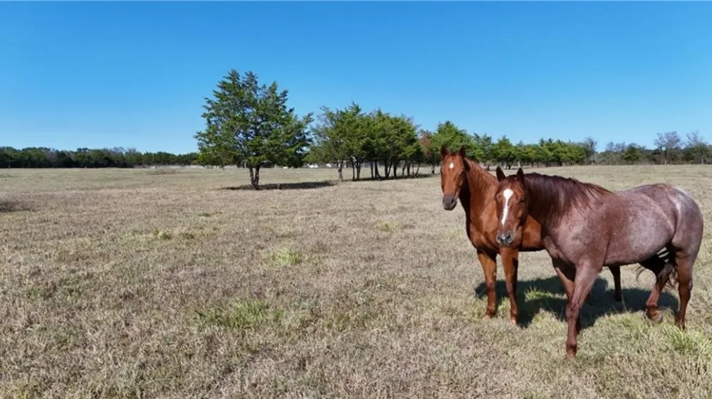 1850 LCR 439 Groesbeck, TX 76667