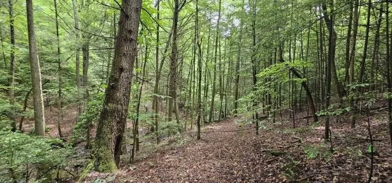 0 Oak Leaf Lane Dunlap, TN 37327