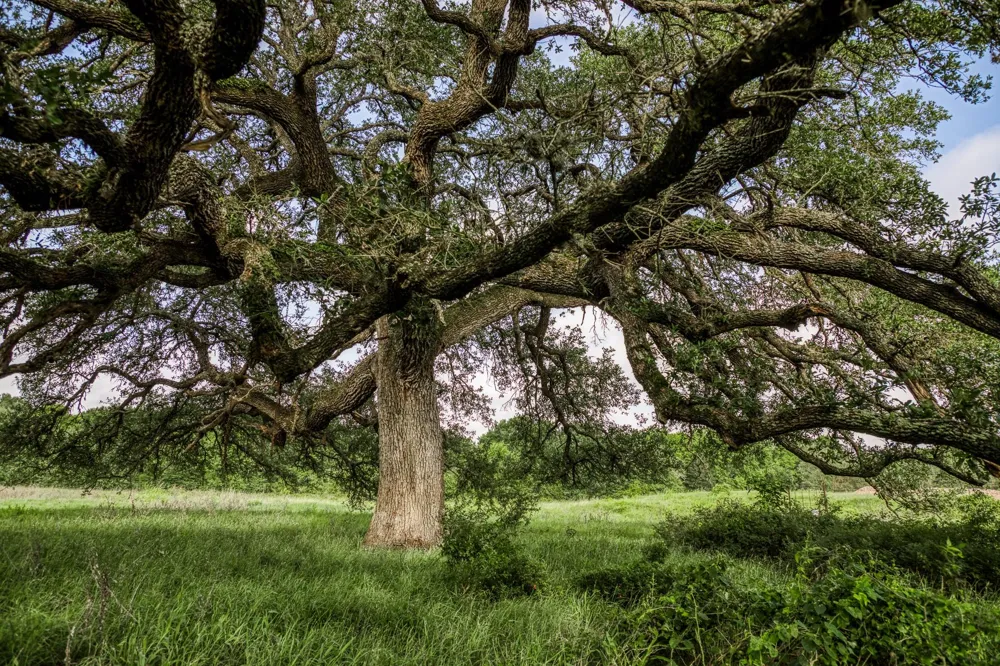 3 S Nassau Road Round Top, TX 78954