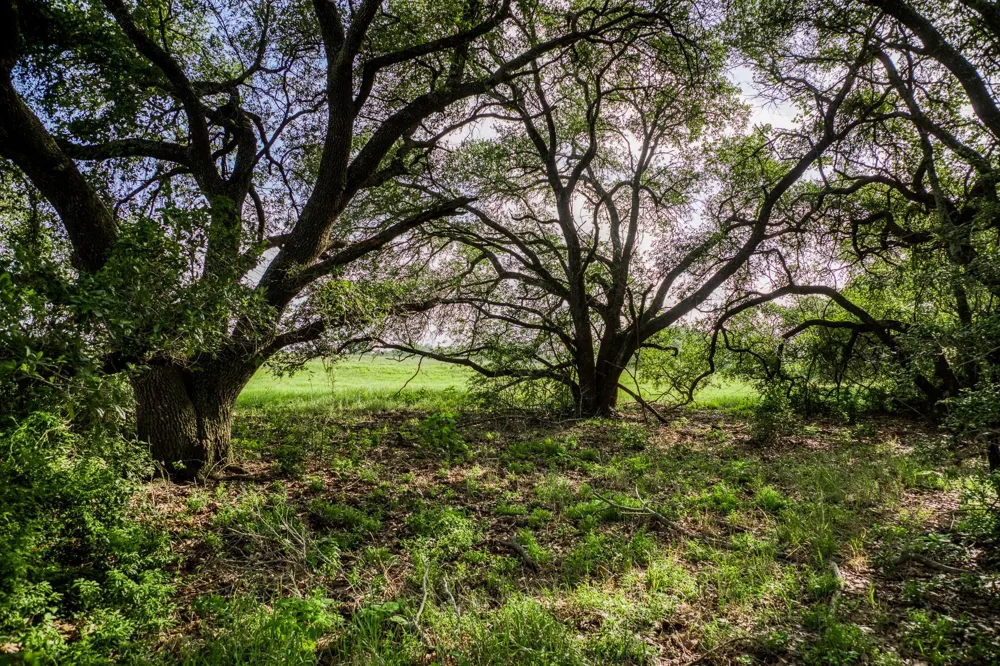 4 S Nassau Road Round Top, TX 78954