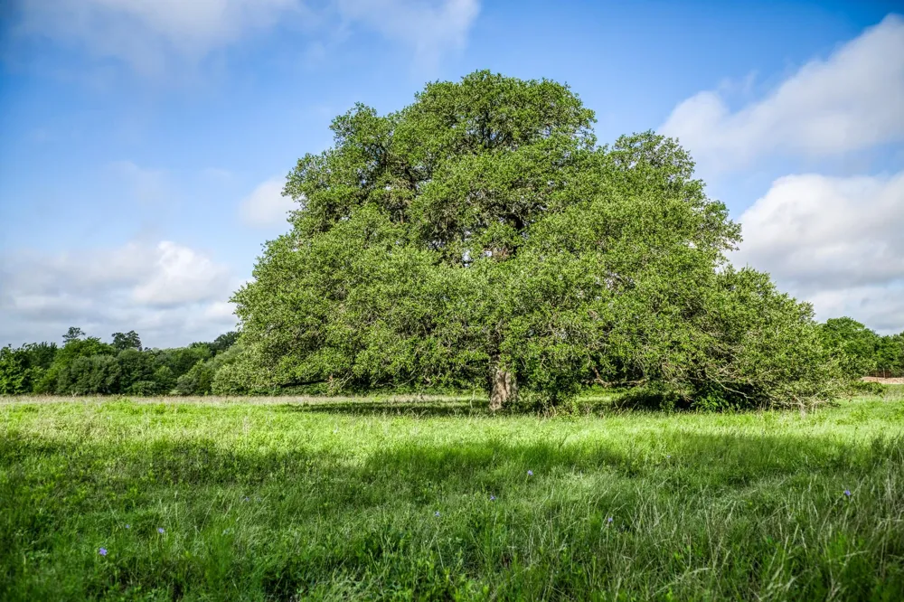4 S Nassau Road Round Top, TX 78954