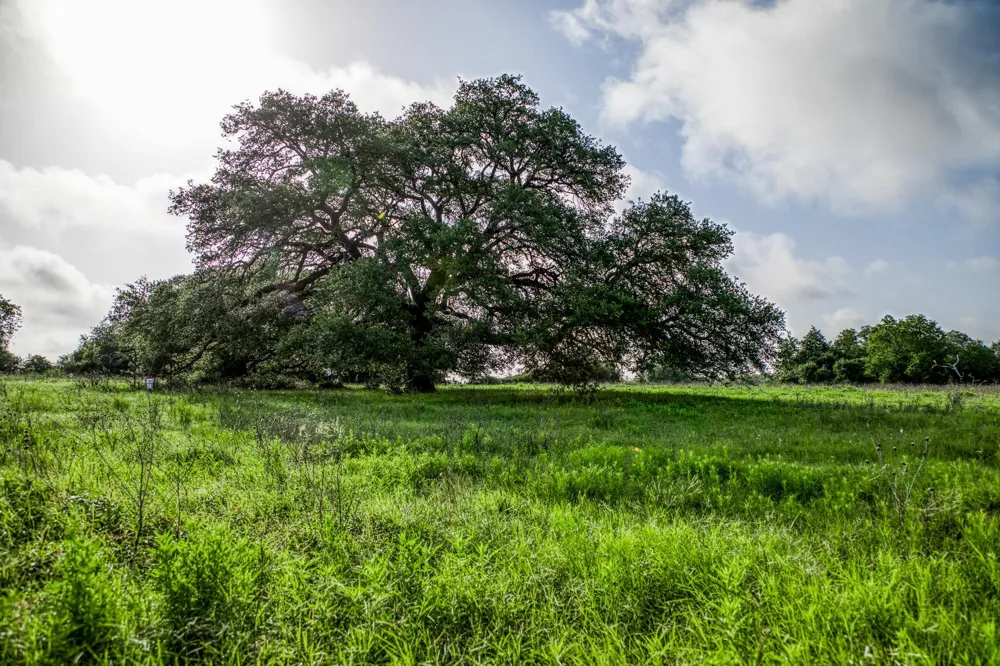 6 S Nassau Road Round Top, TX 78954
