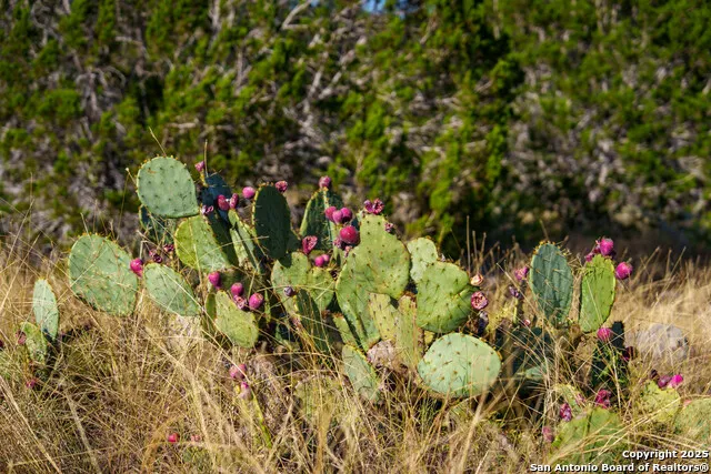 510 Pr 2535 Mico, TX 78056