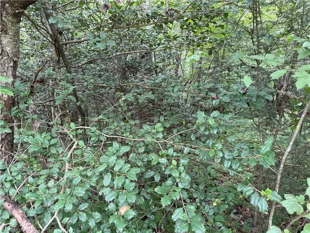 Lot 23 Zinzendorf Lane Moravian Falls, NC 28654