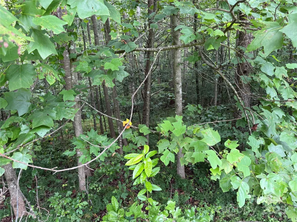 Lot 25 Zinzendorf Lane #25 Moravian Falls, NC 28654