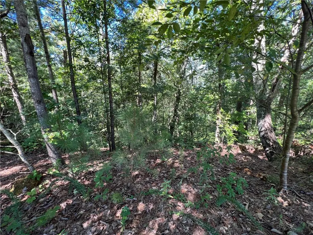 16 Hawks Branch Lane White, GA 30184