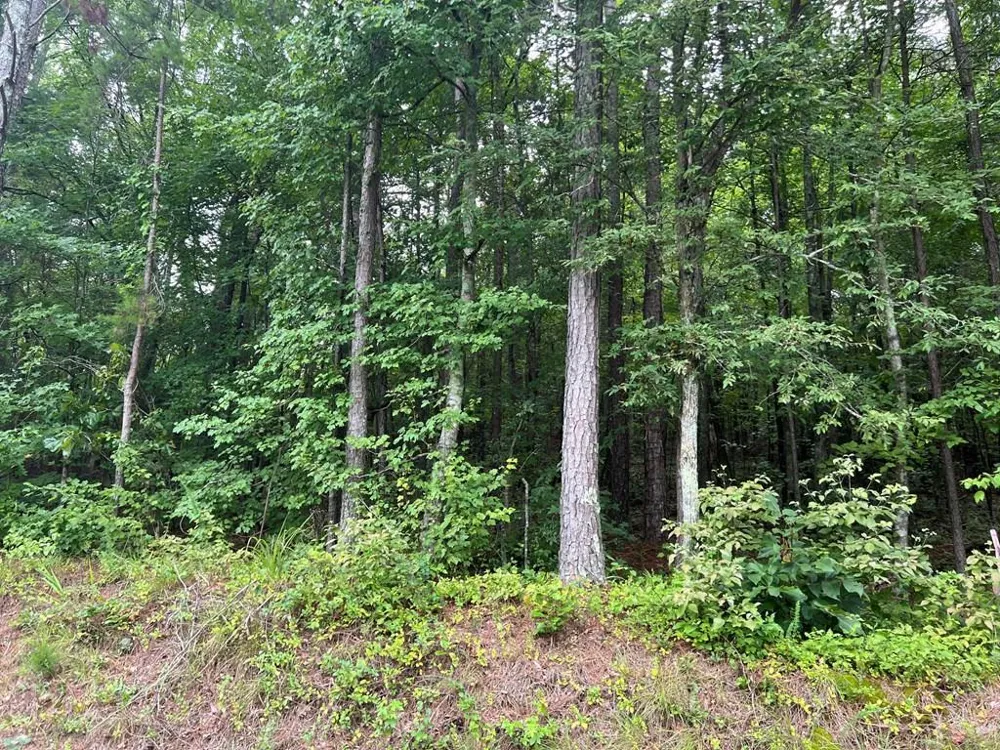 119 NW Kirk Road White, GA 30184