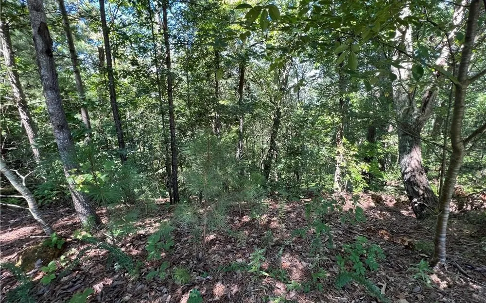 16 Hawks Branch Lane White, GA 30184