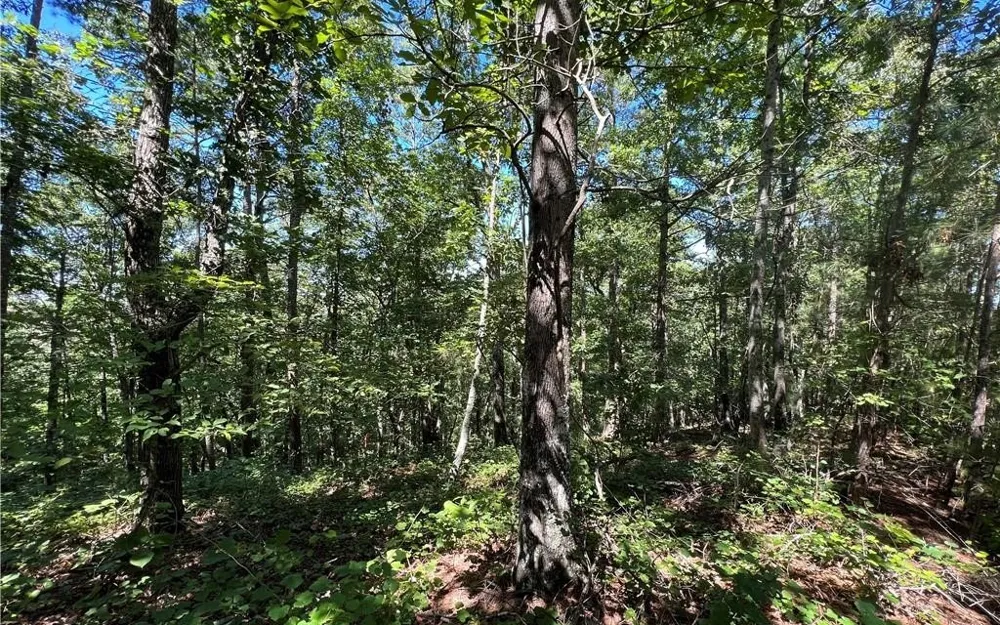 16 Hawks Branch Lane White, GA 30184