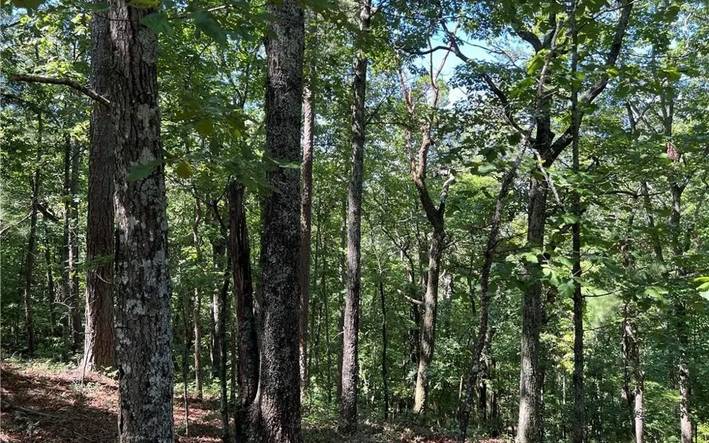 16 Hawks Branch Lane White, GA 30184