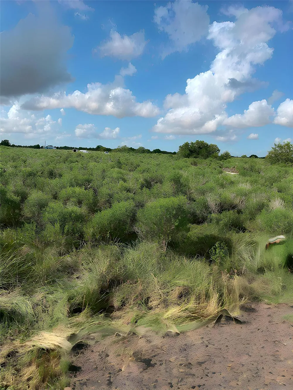 San Jacinto Avenue Port Lavaca, TX 77979