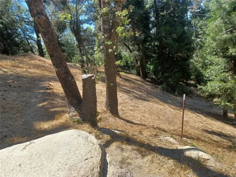 Pine Trail