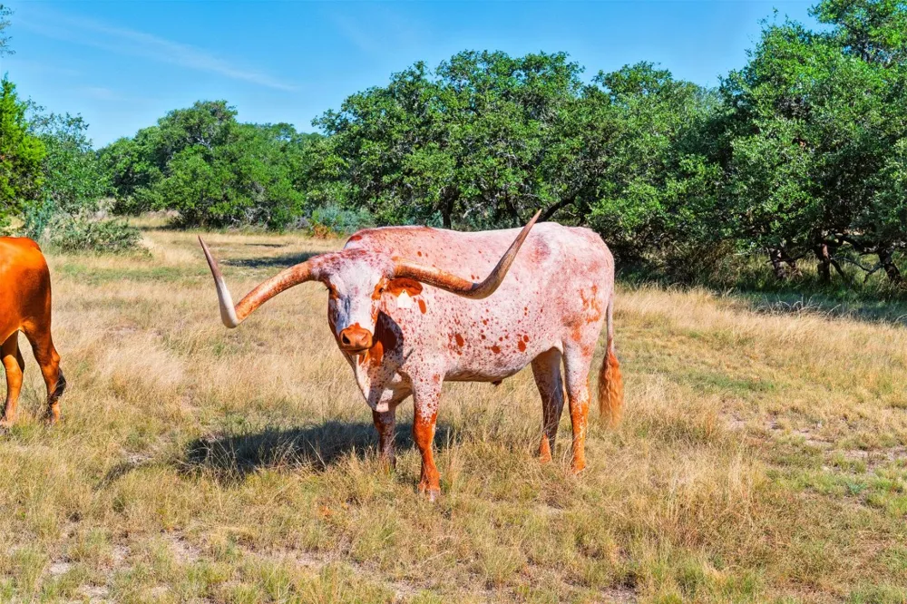 753 W Sunset Drive Johnson City, TX 78636