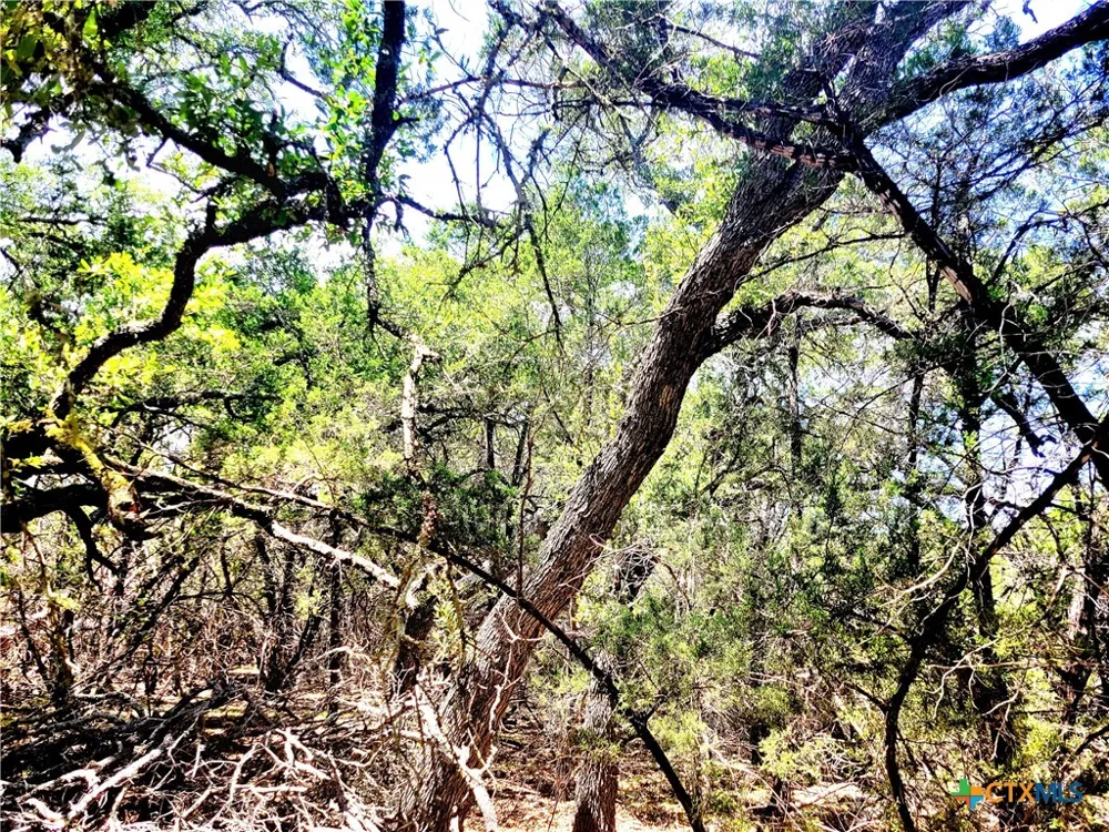 1680 Stallion Springs Drive Fischer, TX 78623