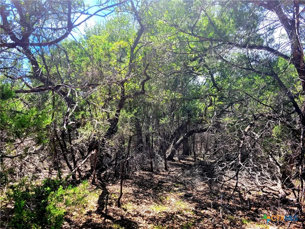 1680 Stallion Springs Drive Fischer, TX 78623