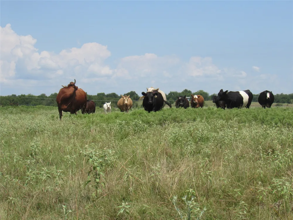 2464 County Rd 1245 Savoy, TX 75479