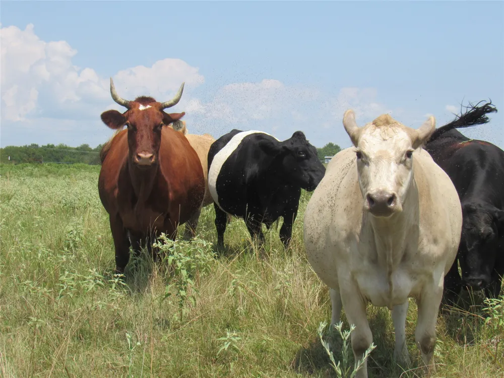 2464 County Rd 1245 Savoy, TX 75479