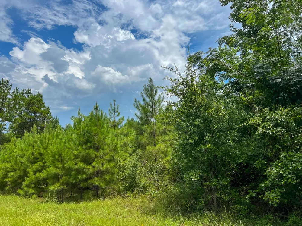 FM 2939 Newton, TX 75966