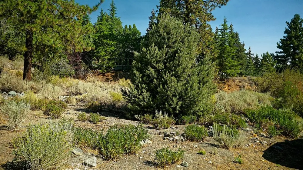 Zermatt Drive Wrightwood, CA 92397