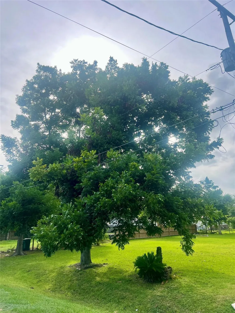 909 Cedar Drive La Marque, TX 77568