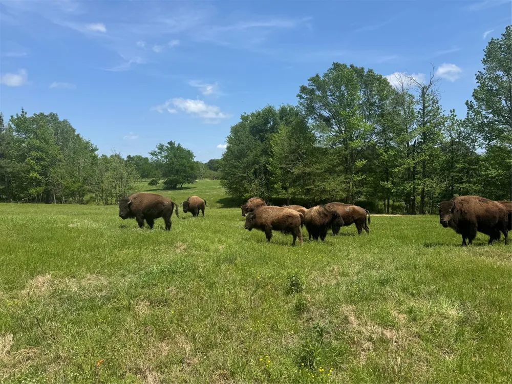 12403 FM 1975 #Parcel G Gilmer, TX 75644