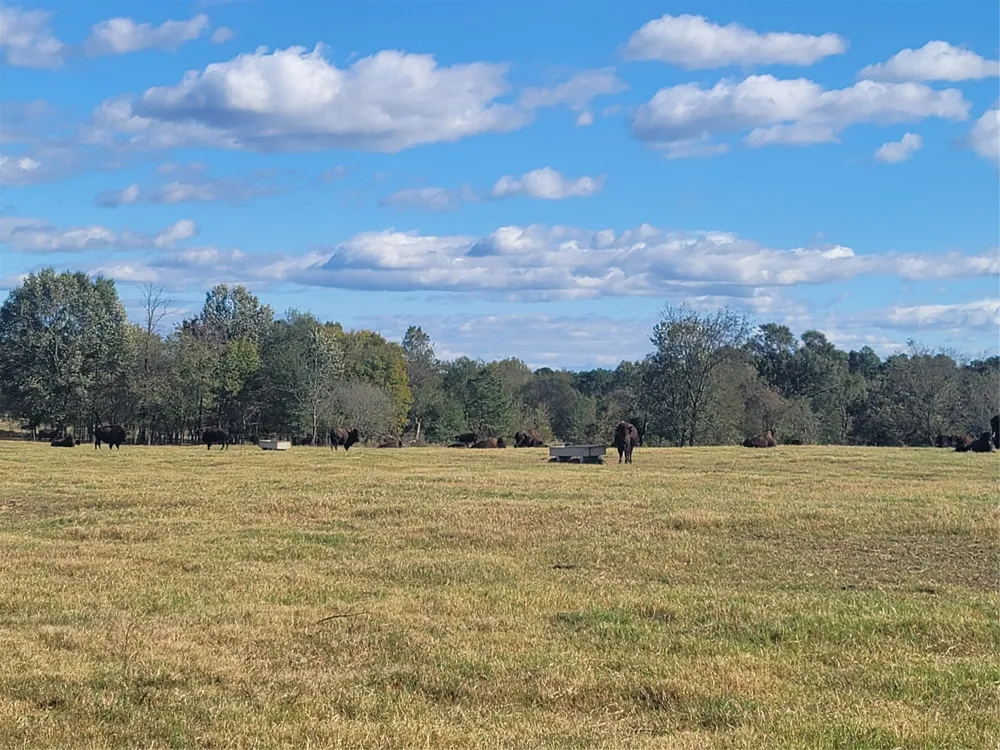 12403 FM 1975 #Parcel E Gilmer, TX 75644