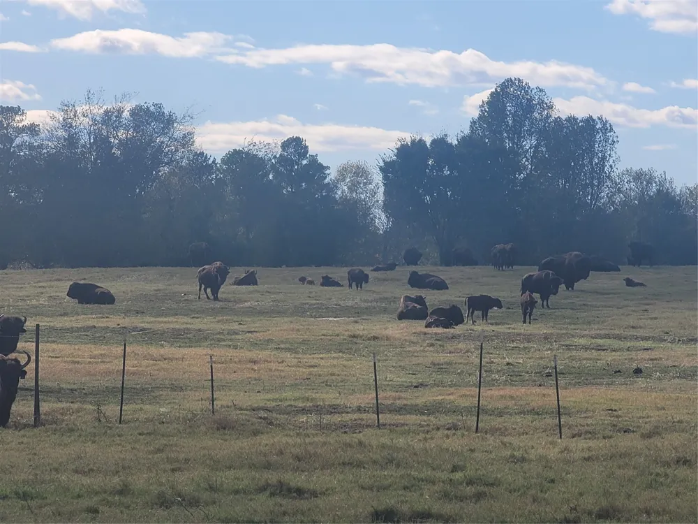 12403 FM 1975 #Parcel B Gilmer, TX 75644