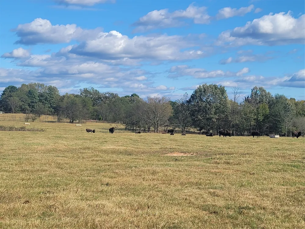 12403 FM 1975 #Parcel B Gilmer, TX 75644