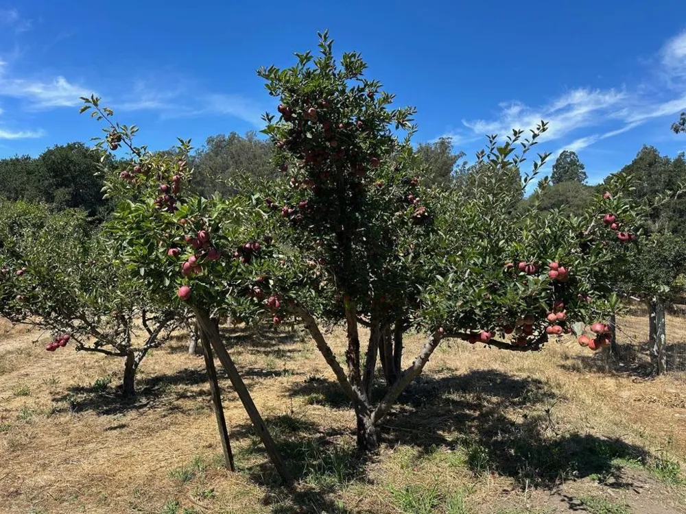 Sans Road Corralitos, CA 95076