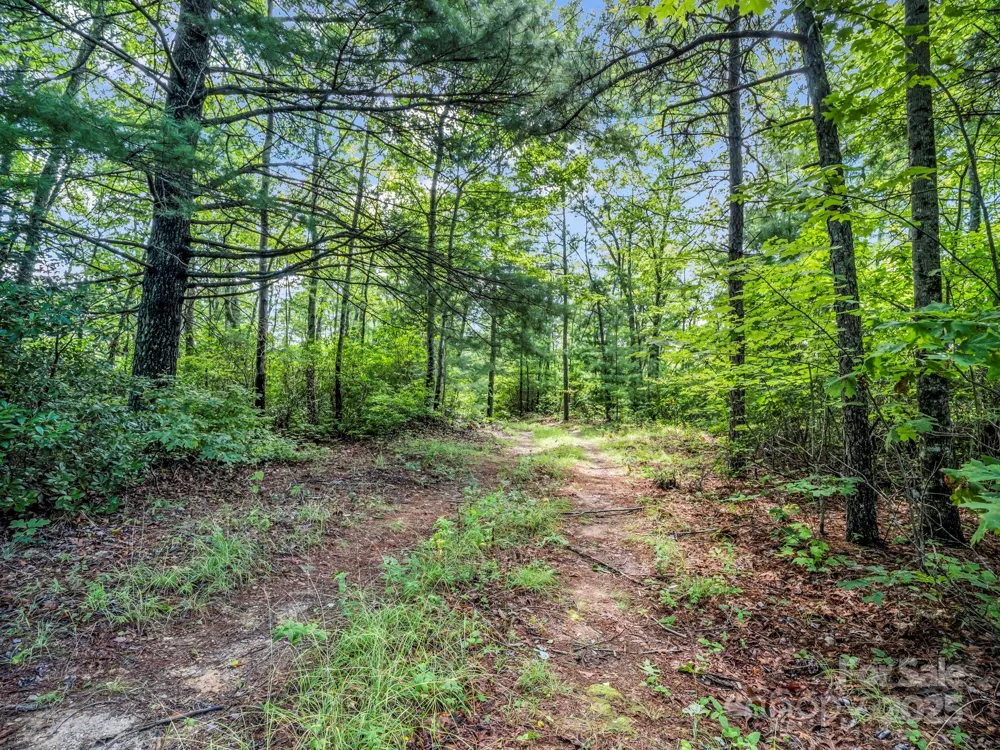 TBD Frozen Creek Road Brevard, NC 28712