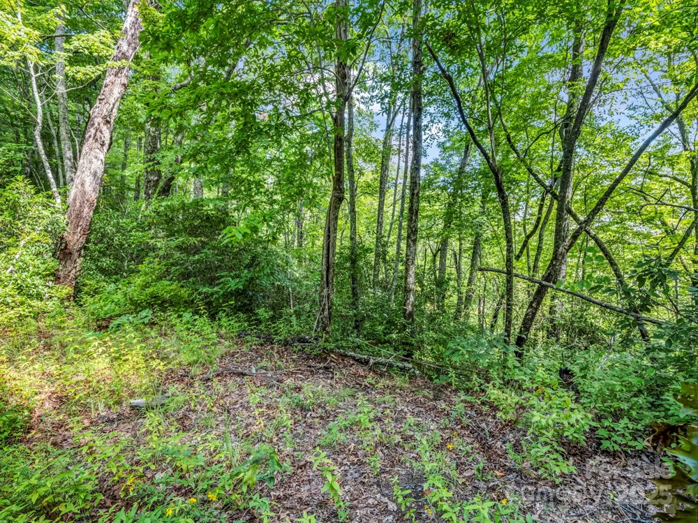 TBD Frozen Creek Road Brevard, NC 28712
