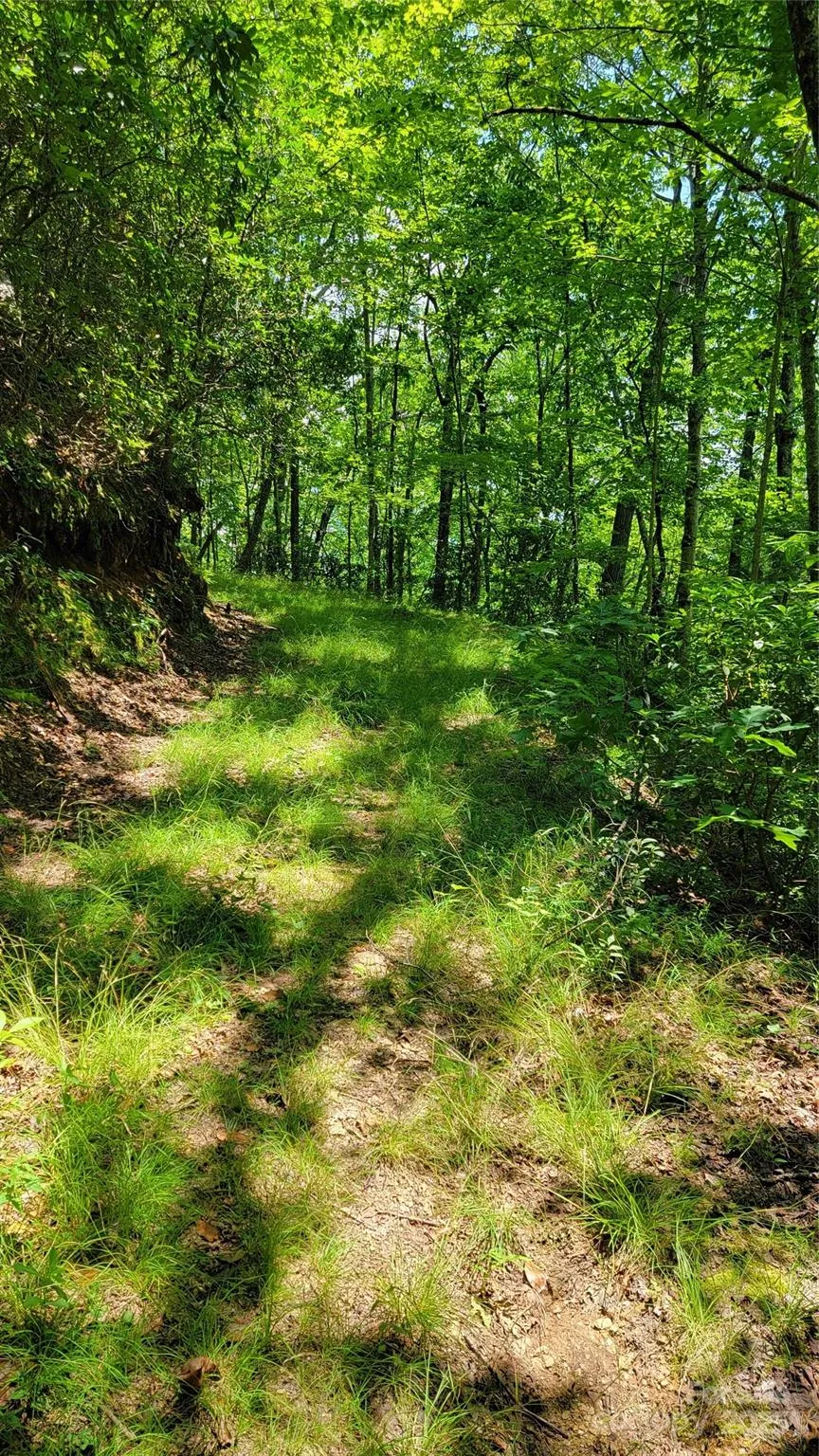 TBD Frozen Creek Road Brevard, NC 28712