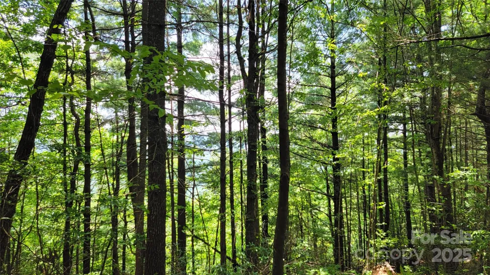 TBD Frozen Creek Road Brevard, NC 28712