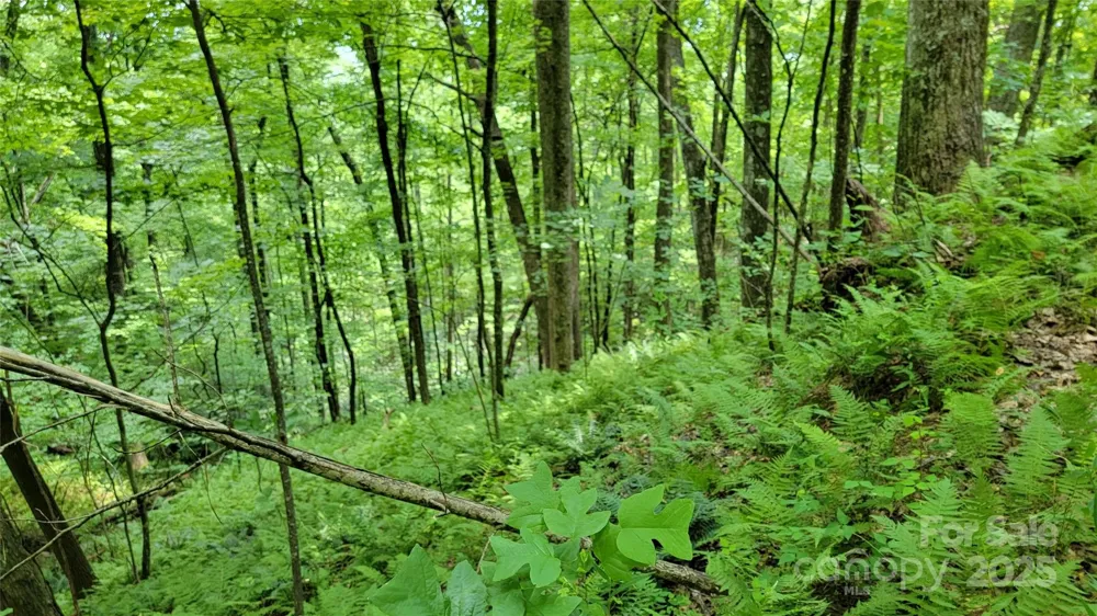 TBD Frozen Creek Road Brevard, NC 28712