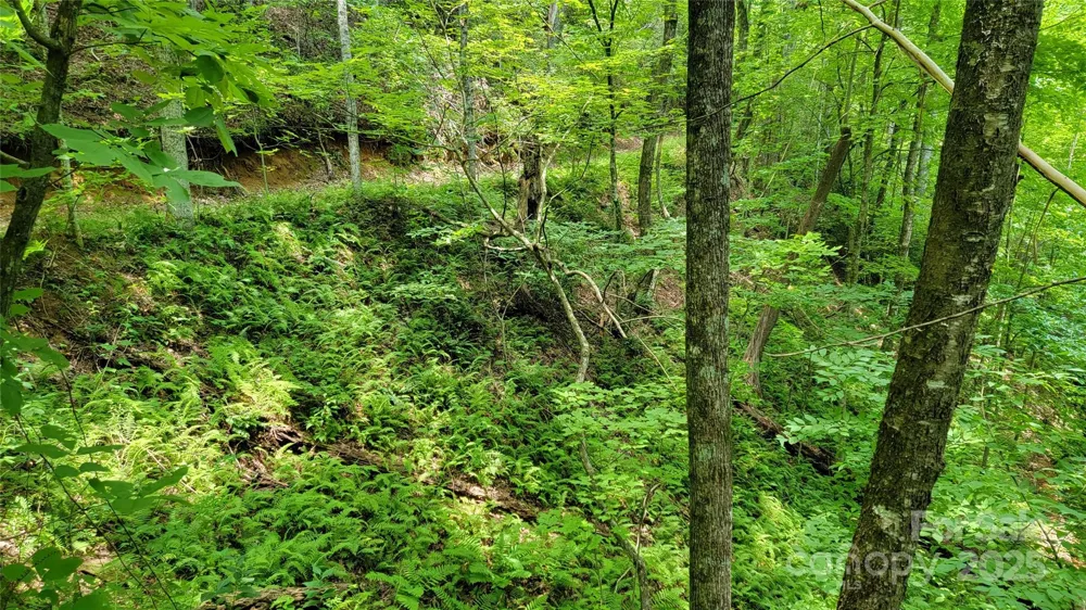 TBD Frozen Creek Road Brevard, NC 28712