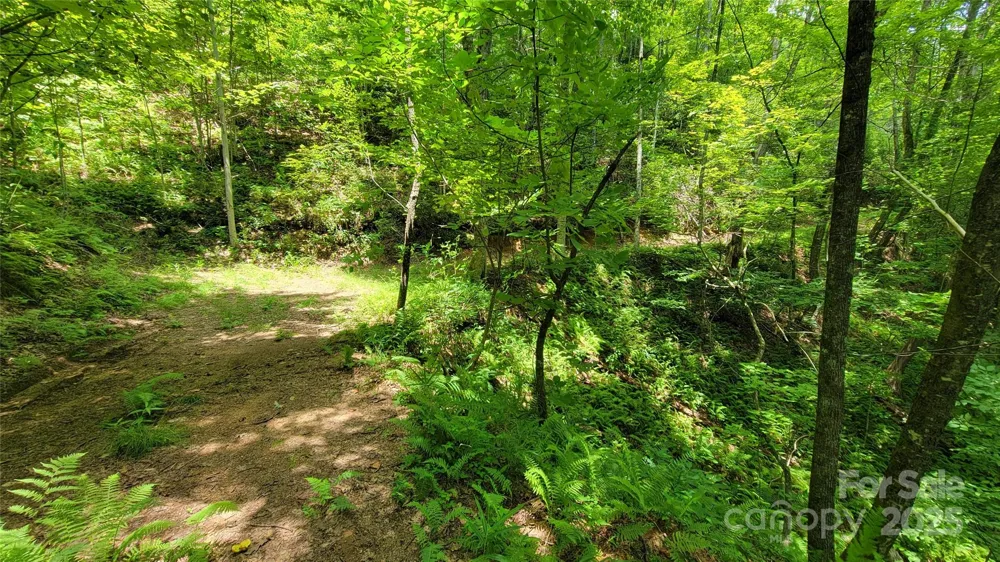 TBD Frozen Creek Road Brevard, NC 28712