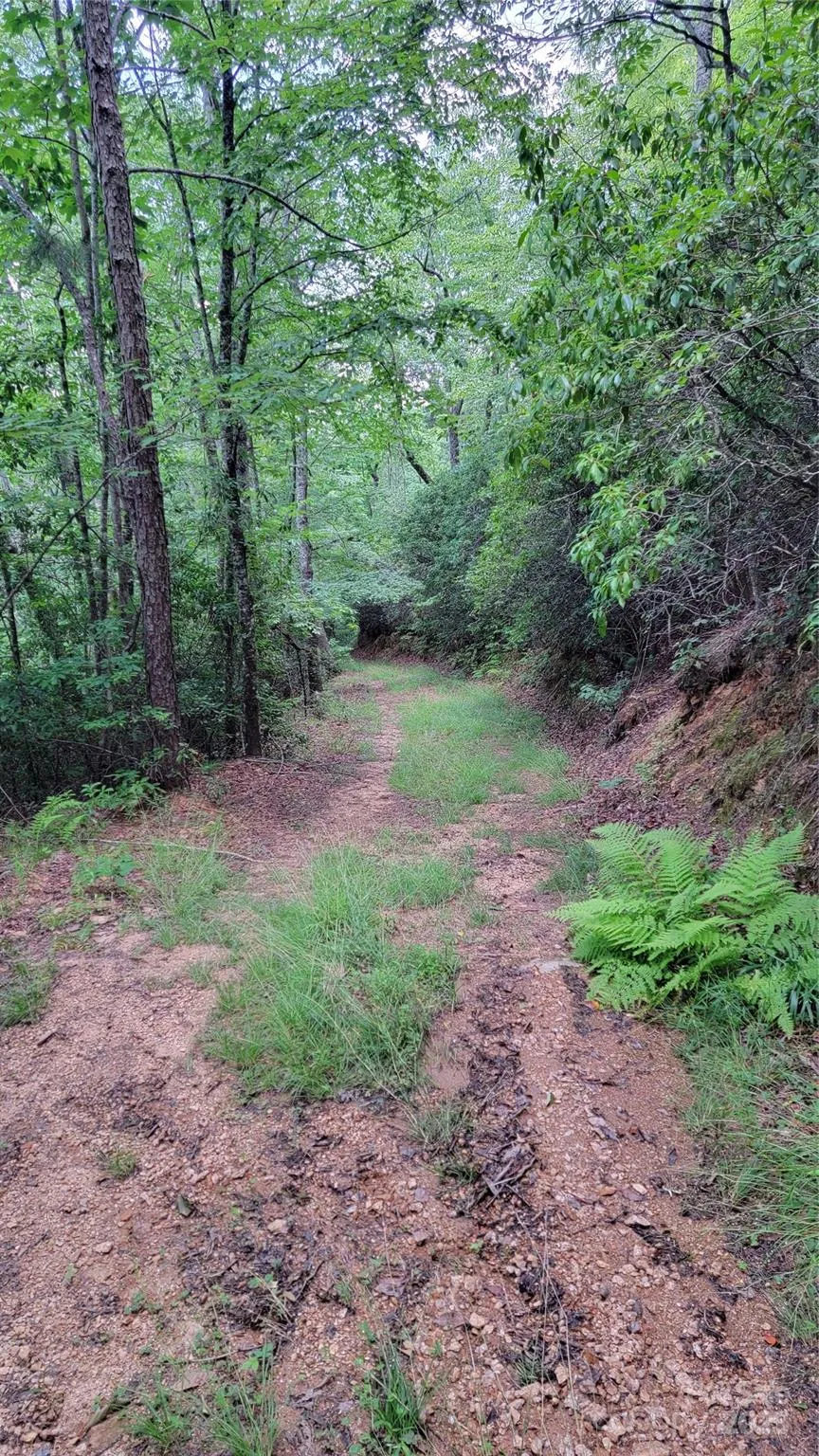 TBD Frozen Creek Road Brevard, NC 28712