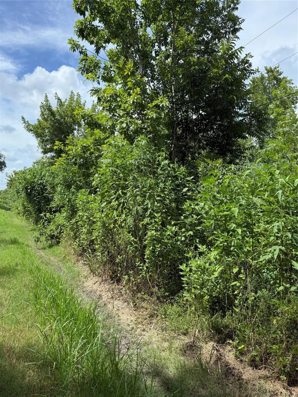 Pine Brazoria, TX 77422