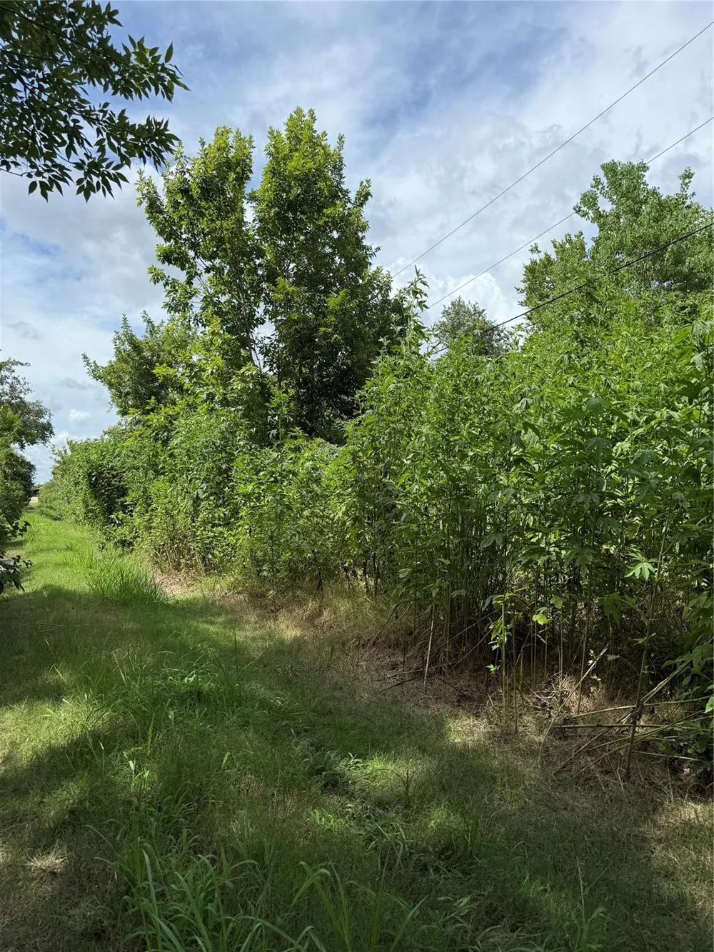 Pine Brazoria, TX 77422