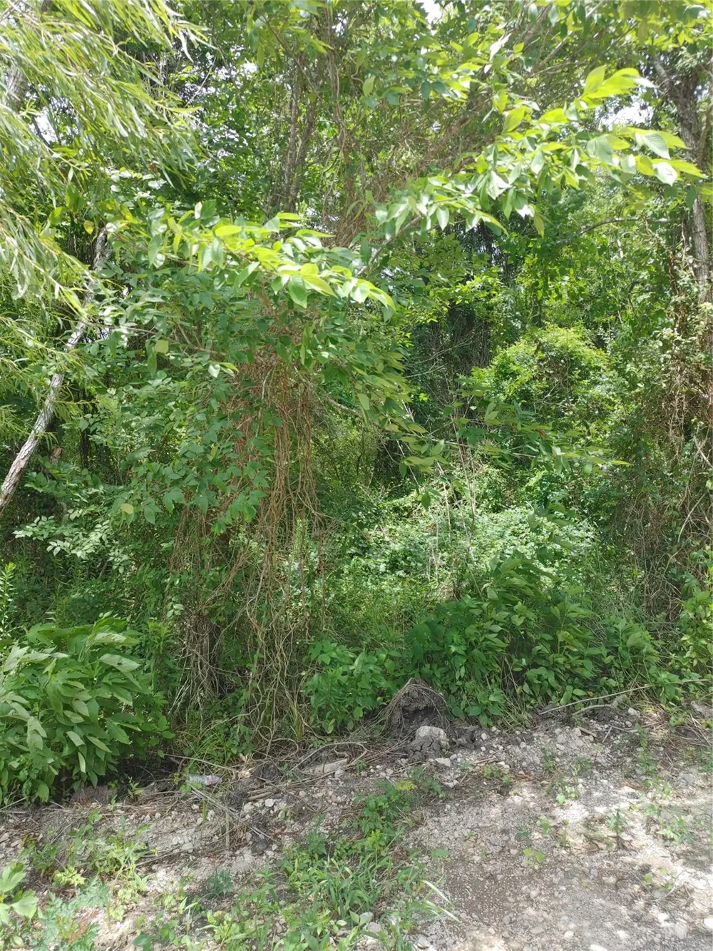 Pine Brazoria, TX 77422