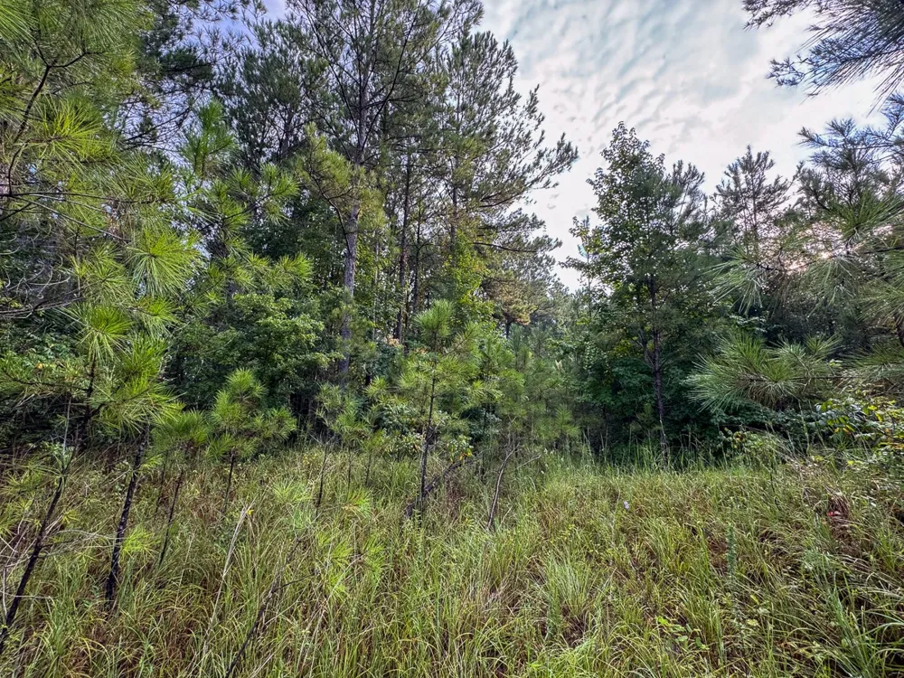 2 Red Rock Road Robeline, LA 71469