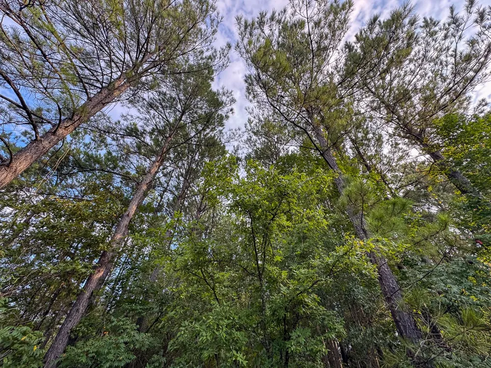 2 Red Rock Road Robeline, LA 71469