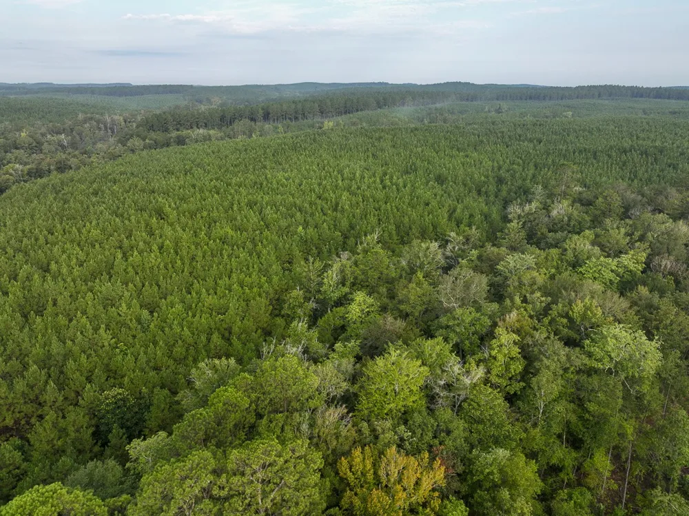 1 Red Rock Road Robeline, LA 71469