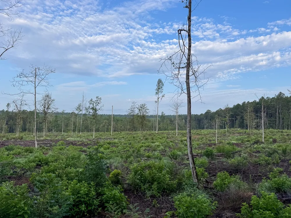1 Red Rock Road Robeline, LA 71469