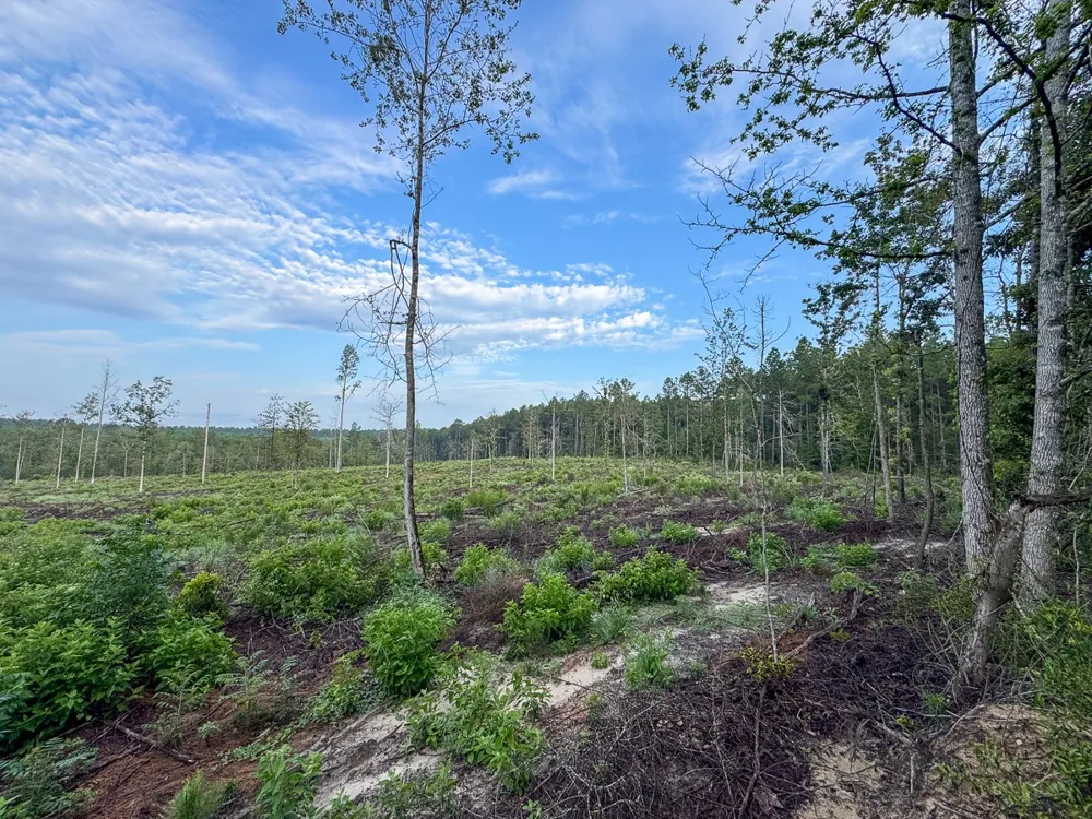 1 Red Rock Road Robeline, LA 71469