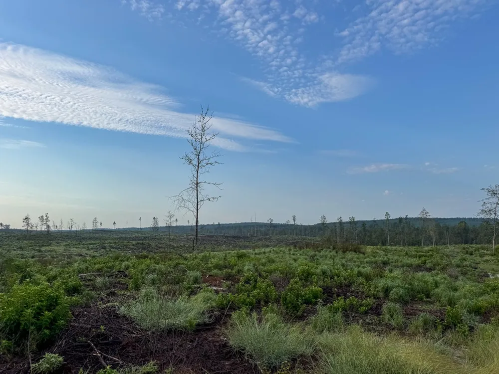 1 Red Rock Road Robeline, LA 71469