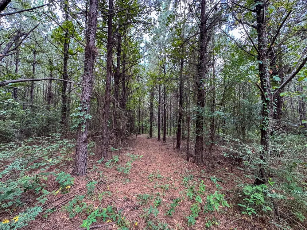 Provencal Vowell Mills Rd Natchitoches, LA 71468